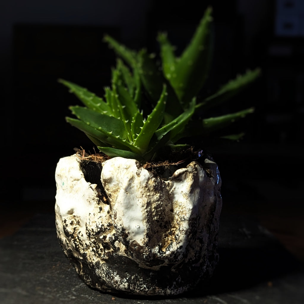 Sculpture / Objet de collection.
Cache pot "Gabbro" en grés.
Poids environ 550 grammes.
Dim. environ 9 cm x 10 cm.
Le porte encens est créé de manière artisanale par Fabien Martinet, Artisan Designer sur Ajaccio.
Contrairement à la céramique produite en série, du moulage à la cuisson, tout est étroitement contrôlé.
La pièce ainsi créée est unique : elle ne pourra jamais être reproduite.