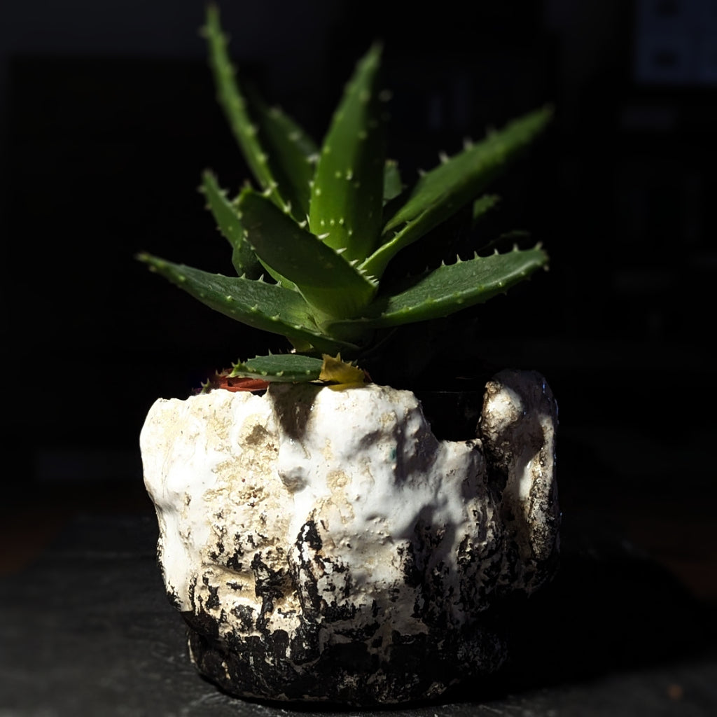 Sculpture / Objet de collection.
Cache pot "Gabbro" en grés.
Poids environ 550 grammes.
Dim. environ 9 cm x 10 cm.
Le porte encens est créé de manière artisanale par Fabien Martinet, Artisan Designer sur Ajaccio.
Contrairement à la céramique produite en série, du moulage à la cuisson, tout est étroitement contrôlé.
La pièce ainsi créée est unique : elle ne pourra jamais être reproduite.